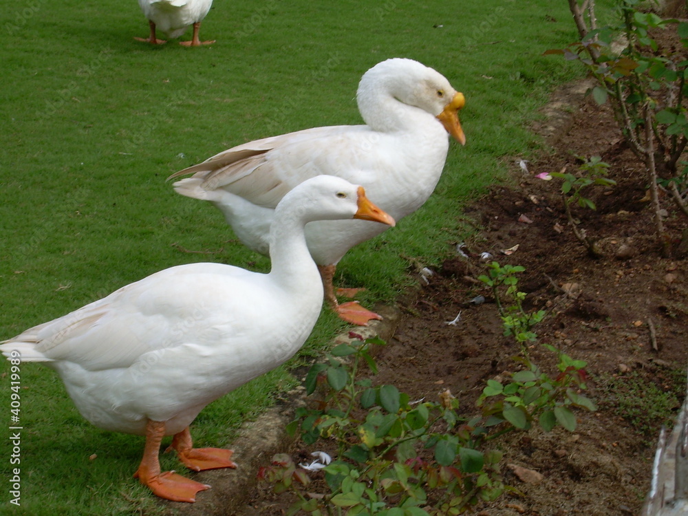 white goose on the grass white goose on the grass