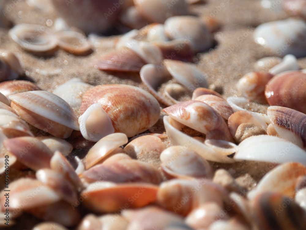 Beautiful seashells lie on the wet sand.