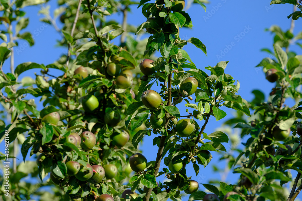 Zweige mit unreifen grünen Äpfeln an einem Apfelbaum im Sommer vor einem blauen Himmel