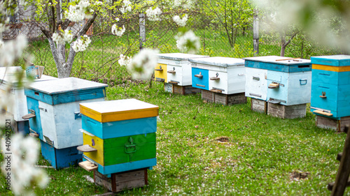 Bees in hives in cherry orchard with flowering white cherries in Ukraine. European bees under branches with white cherry flowers. Apiary on green grass strewn with white petals