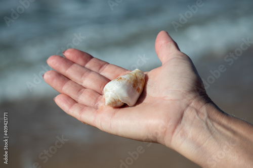 Shell in the hand of a man