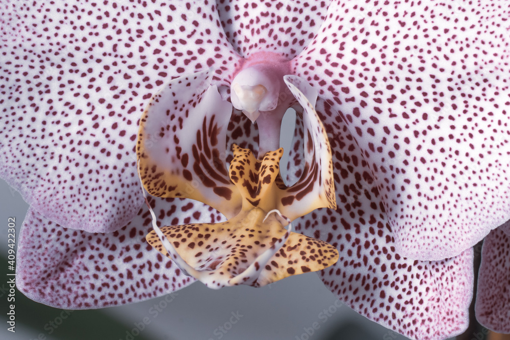 close up of a orchid