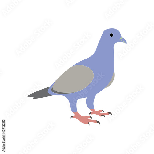 pigeon bird vector illustration on white backdrop