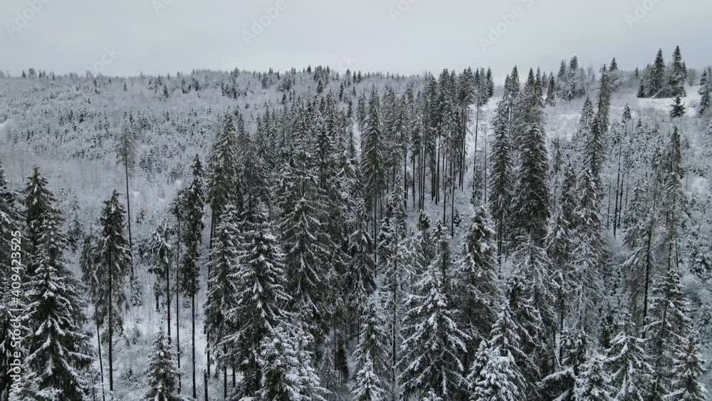 Aerial view of a frozen forest with snow covered trees at winter. Flight above winter forest , top view. Aerial view of a frozen forest with snow covered trees at winter. Flight above winter forest , top view.
