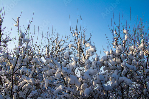 Branches of trees in the snow against the blue sky
