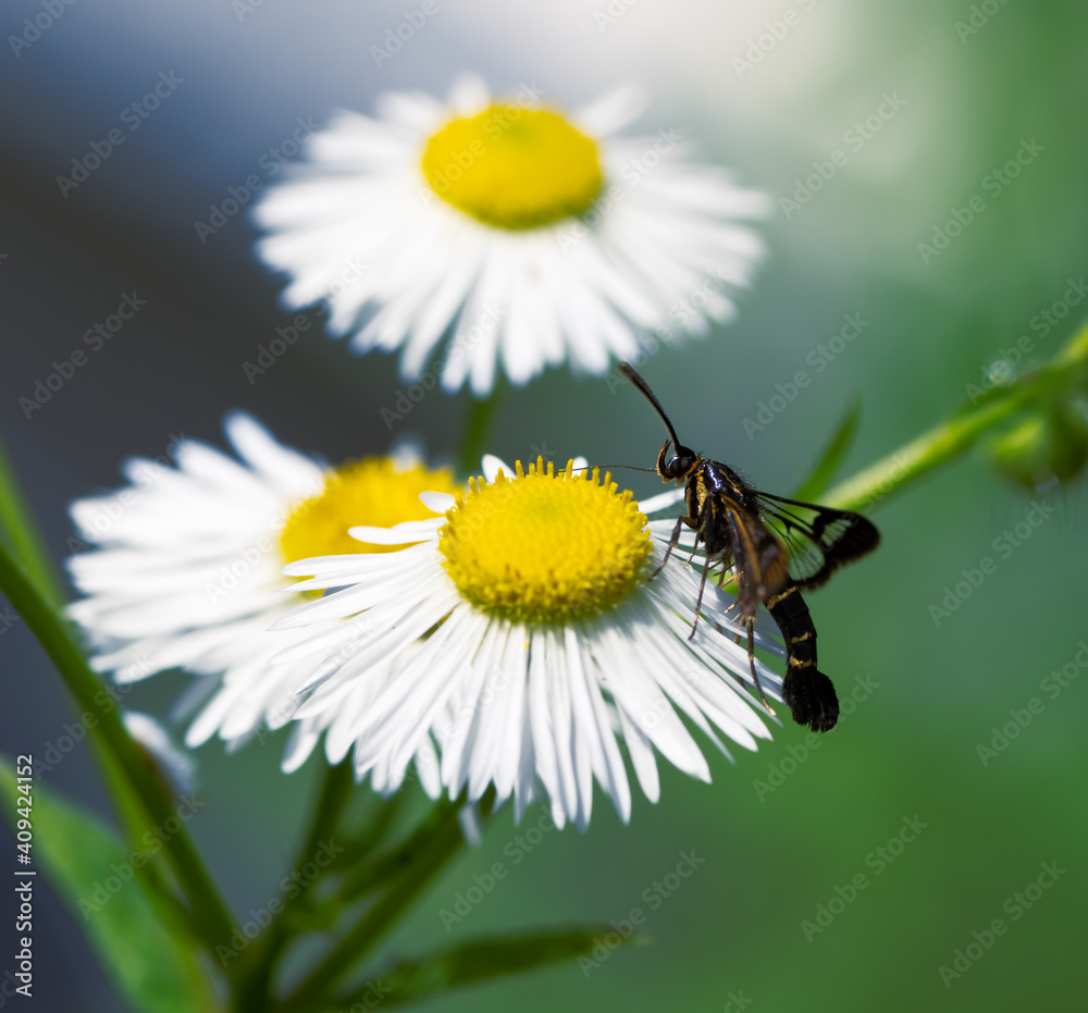 Clearwing moth on a white aster flower