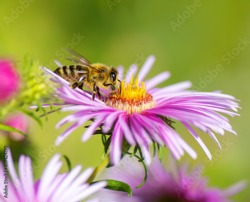 Bee collecting nectar at a pink aster blossom © manfredxy
