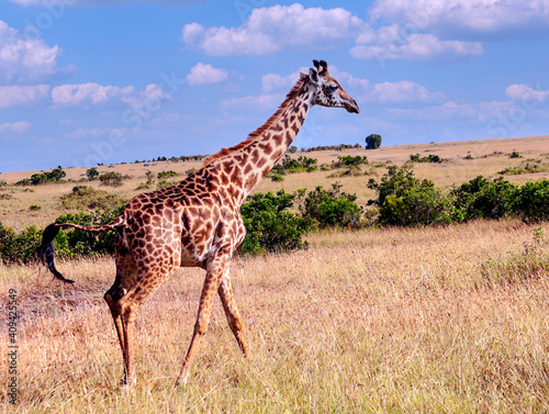 Giraffes in Africa