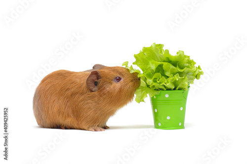Valokuva Brown guinea pig with salad in front of a white background