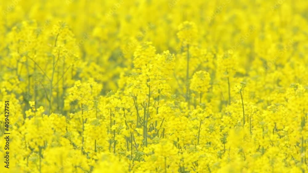 An important agricultural crop. Rapeseed in agricultural field, close up. Rapeseed is an important plant for the production of feed, oil and fuel additives. An important agricultural crop. Rapeseed in agricultural field, close up. Rapeseed is an important plant for the production of feed, oil and fuel additives.