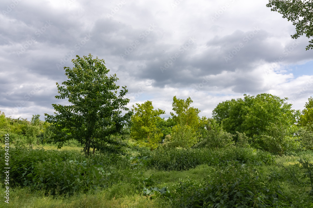 densely overgrown green landscape in summer