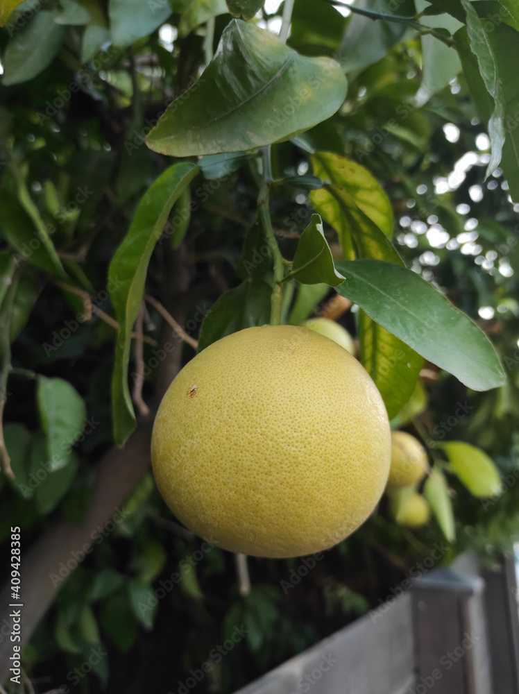   citrus pomelo fruit on the tree