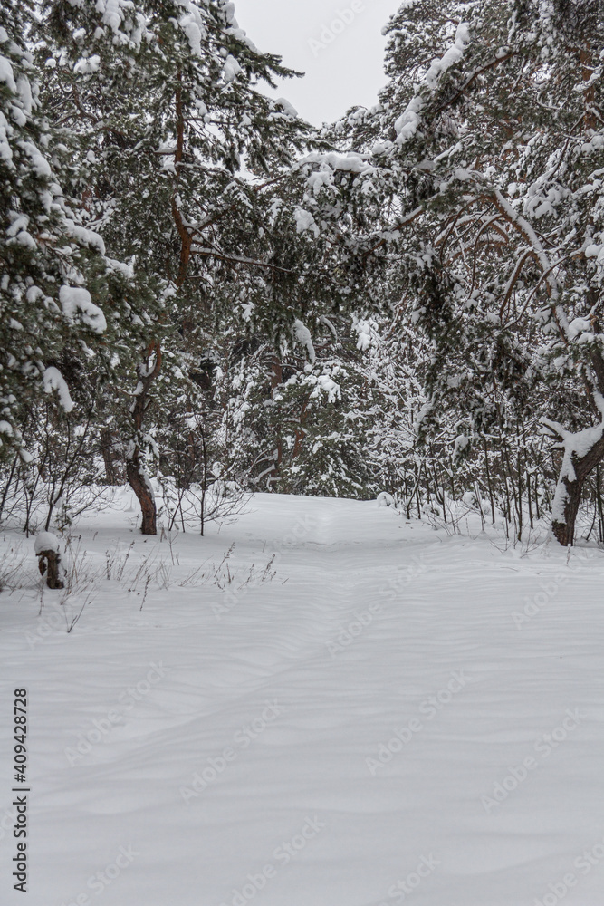 snow covered trees in winter snow covered trees in winter