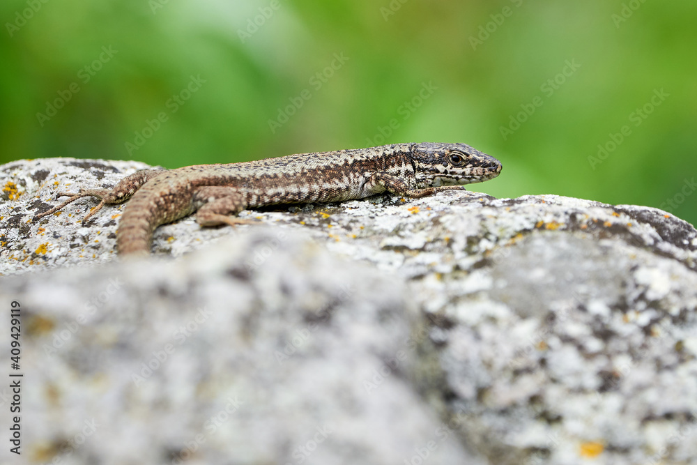 Common wall lizard sunbathing (Podarcis Muralis)	