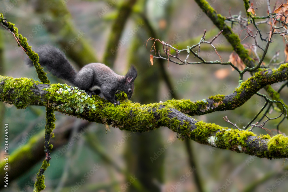 Obraz premium winter preparations of wild squirrel on moss-covered tree - eye level