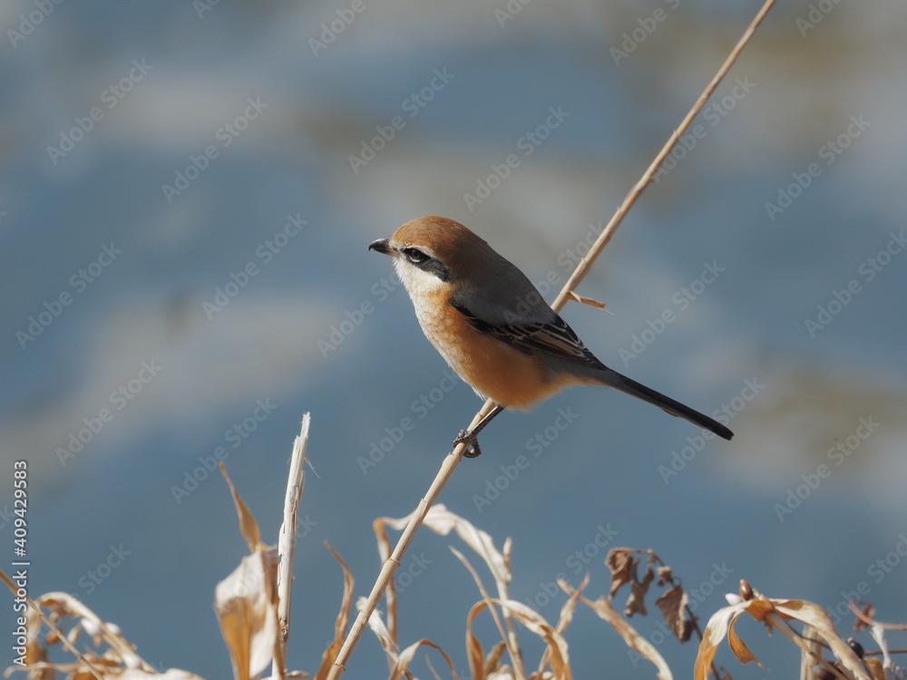 Fototapeta premium 秋の草原のモズ
