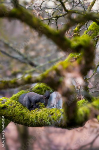 winter preparations of wild squirrel on moss-covered tree - eye level