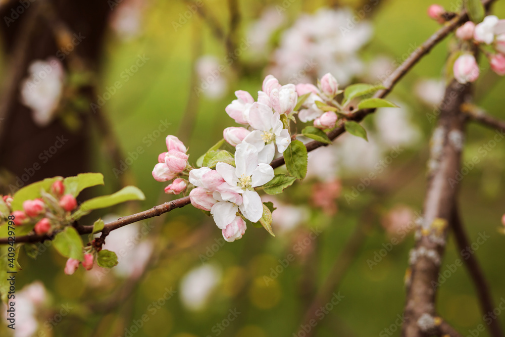 Blossoming apple tree background, greeting card. White and pink flowers on the brown branches and green background. Blossoming apple tree background, greeting card. White and pink flowers on the brown branches and green background.