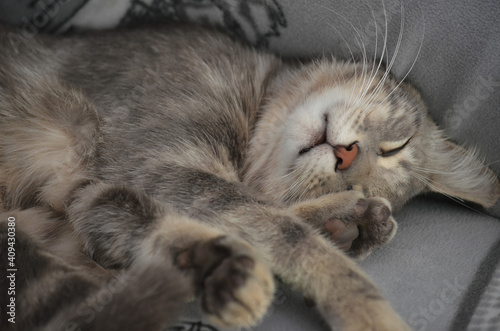 Sleeping grey kitten. Sweet kitty lying on her back. Tabby cat lying down.