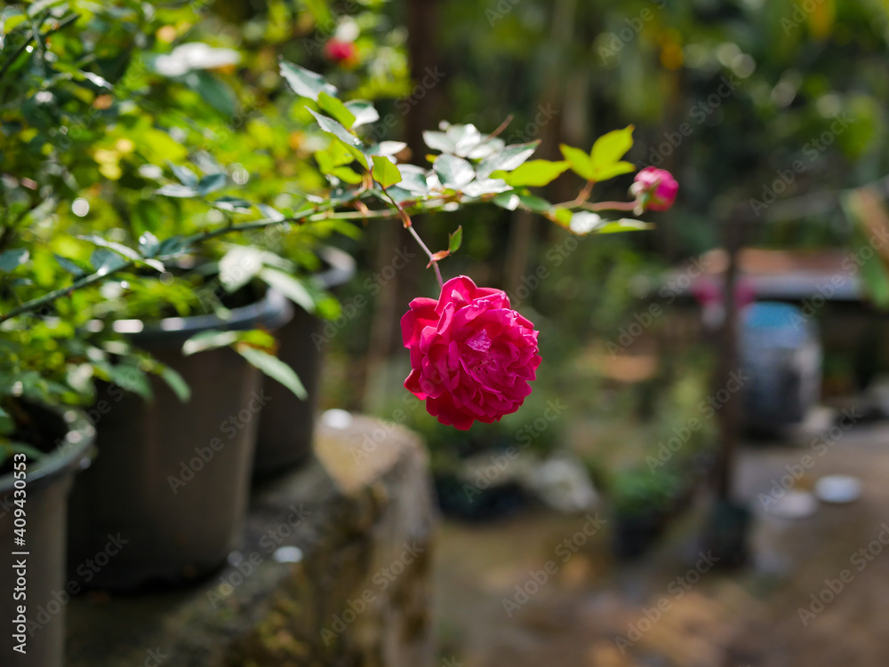 Fototapeta premium Winter Gardening Flowers