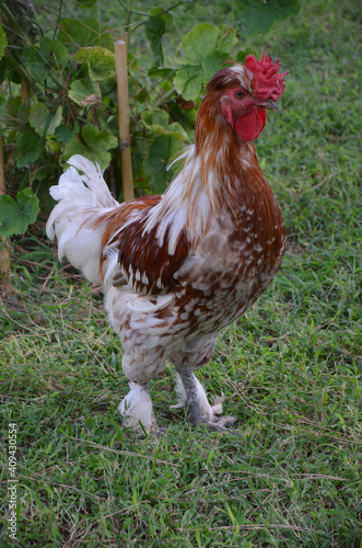 Close-up image of a brown and white rooster. A rooster wandering on the lawn.