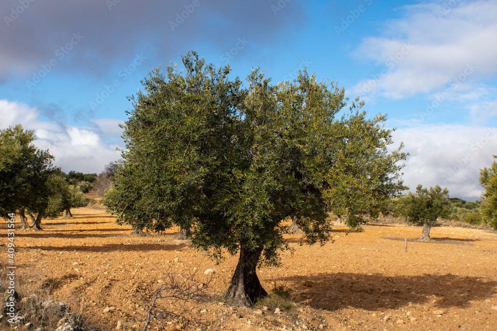Olivo centenario en olivar mediterráneo en España