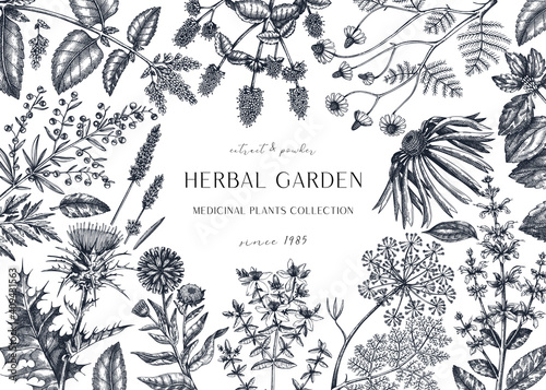 Hand drawn herbal plants banner. Decorative background with vintage medicinal plants, flowers, herbs for perfumery. 