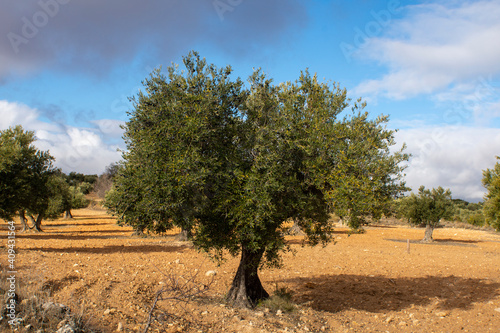 Olivo centenario en olivar mediterráneo en España