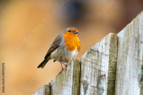 A European Robin perched © Mark Hunter