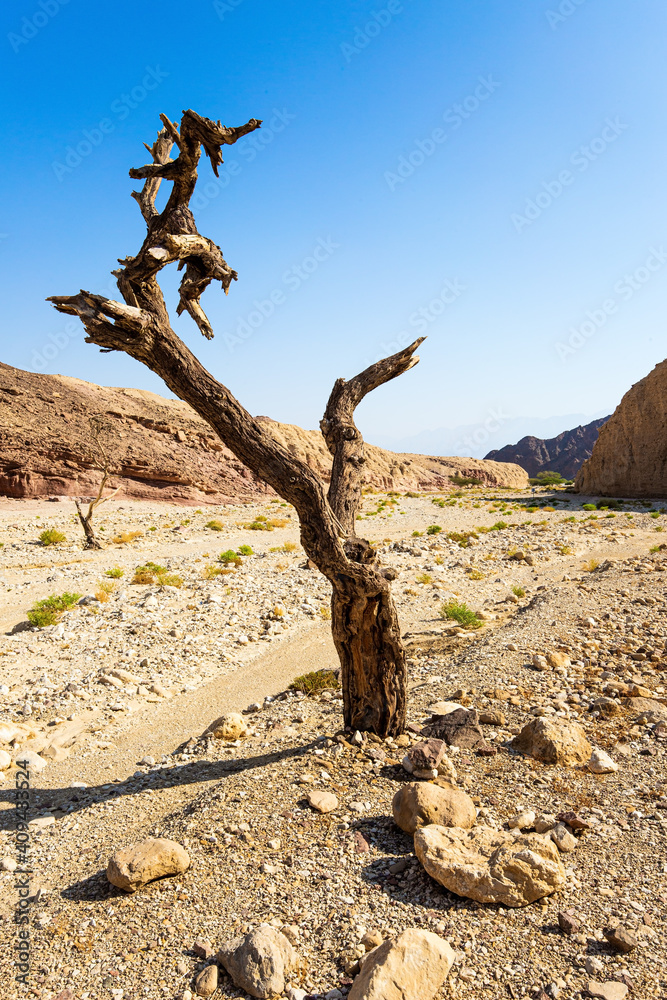 Picturesque dry tree