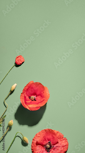 Red poppies. Flat lay on light green background. Simple composition, close-up on two flowers and bulbs. Abstract Springtime flower arrangement.