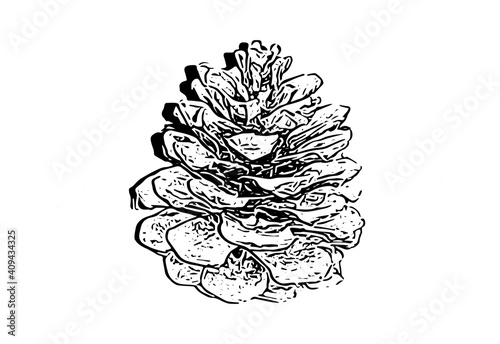 illustration of a pine cone isolated on white. Engraved fir cone sketch