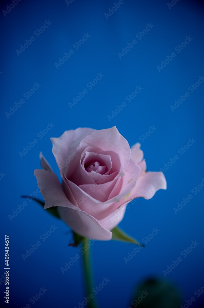 Fototapeta premium pink rose on blue