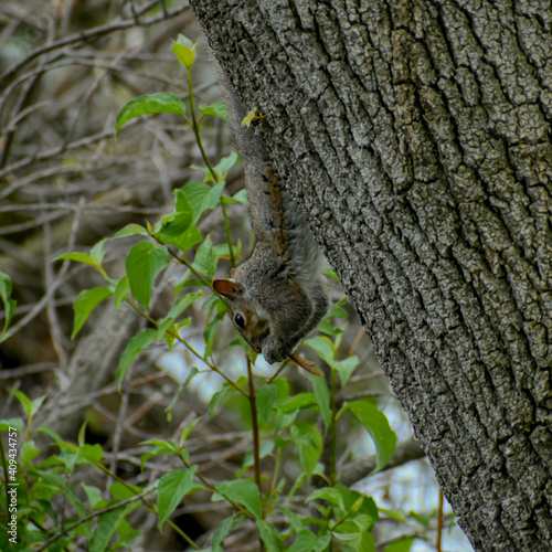 squirrel on tree