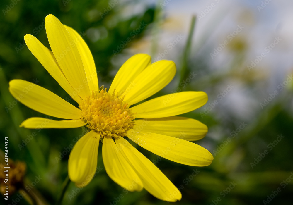 Obraz premium Euryops chysanthemoides