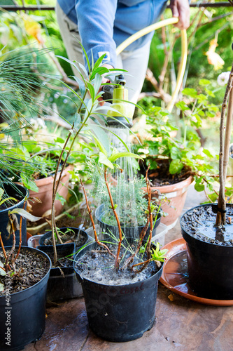 woman's hand watering plants in pots from a hose