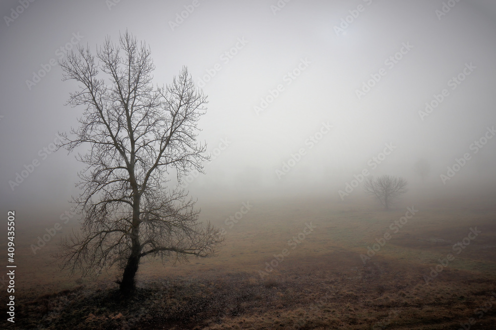 Fog Fog