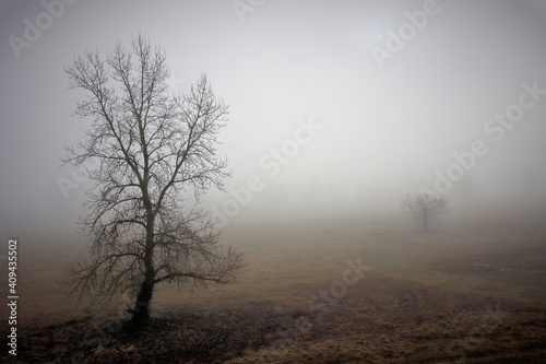 Fog © Bojan Bencic