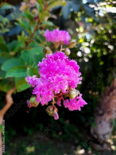 pink flowers in the garden