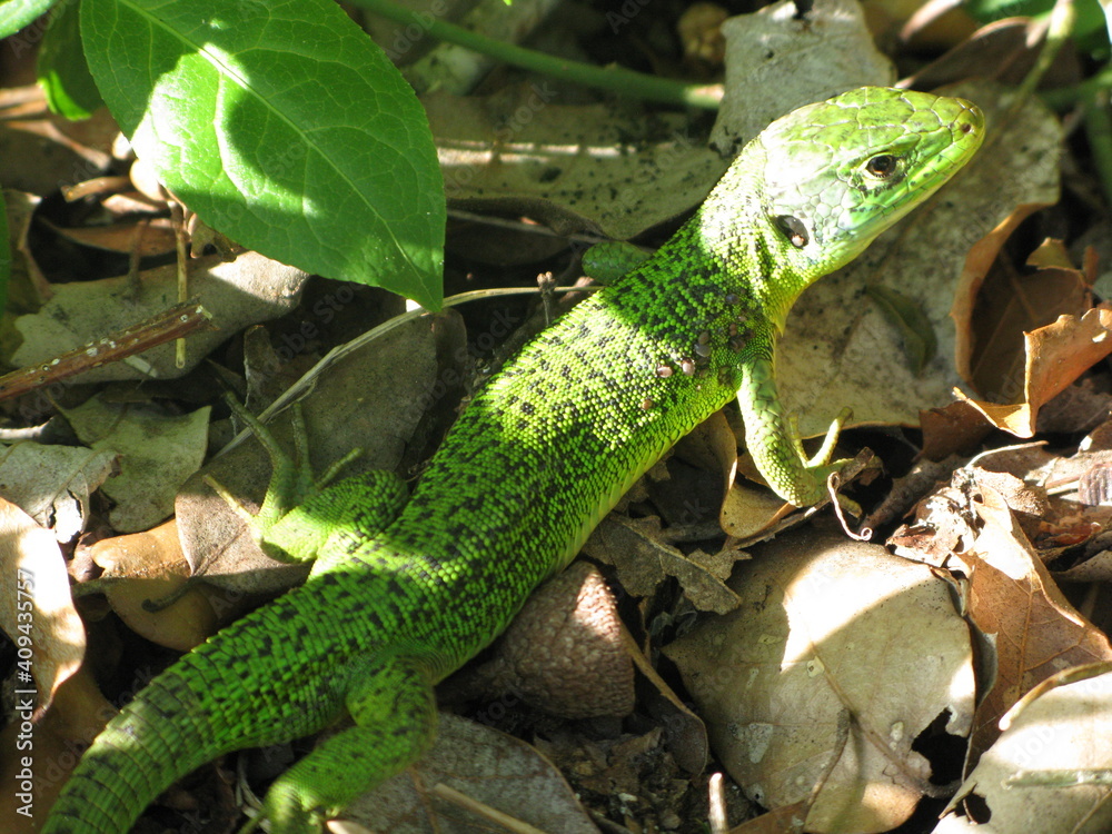 Fototapeta premium Lézard vert occidental (lacerta bilineata) en gros plan (forêt de Sauveterre, Vendée)