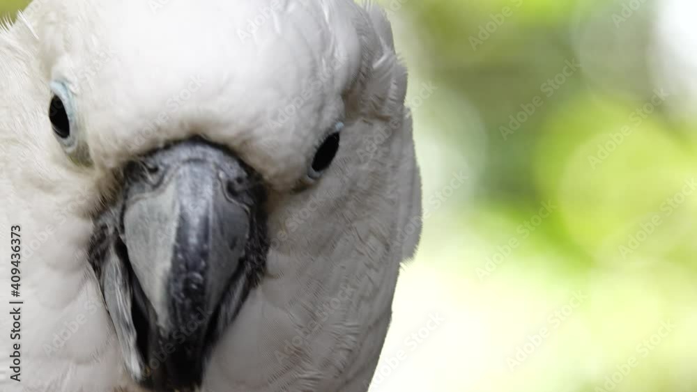 4K White parrot cockatoo clicking beak and looking into camera. Close up cockatoo parrot in wild nature 4K White parrot cockatoo clicking beak and looking into camera. Close up cockatoo parrot in wild nature