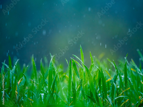 Wet grass in the spring. Rural sceney of a green field. Water droplets on the grass spikes. Closeup of the grass in spring.