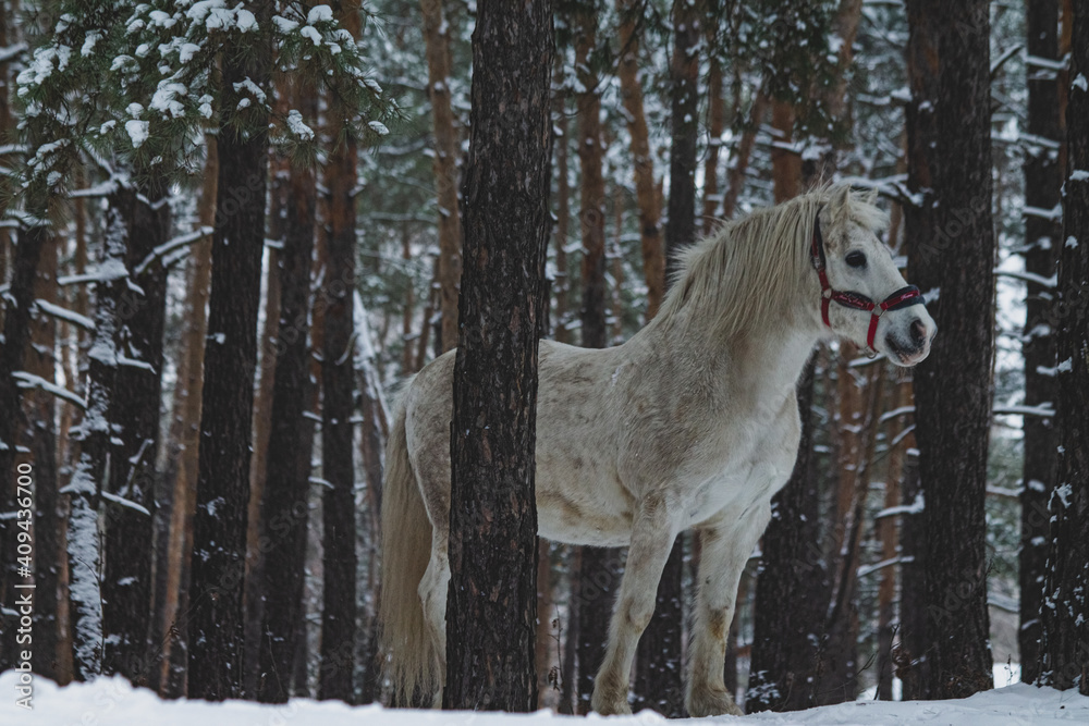 Fototapeta premium horse in winter