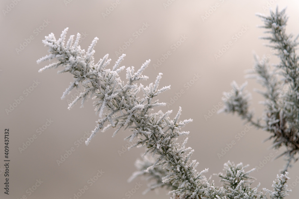 Frost covered gorse branch
