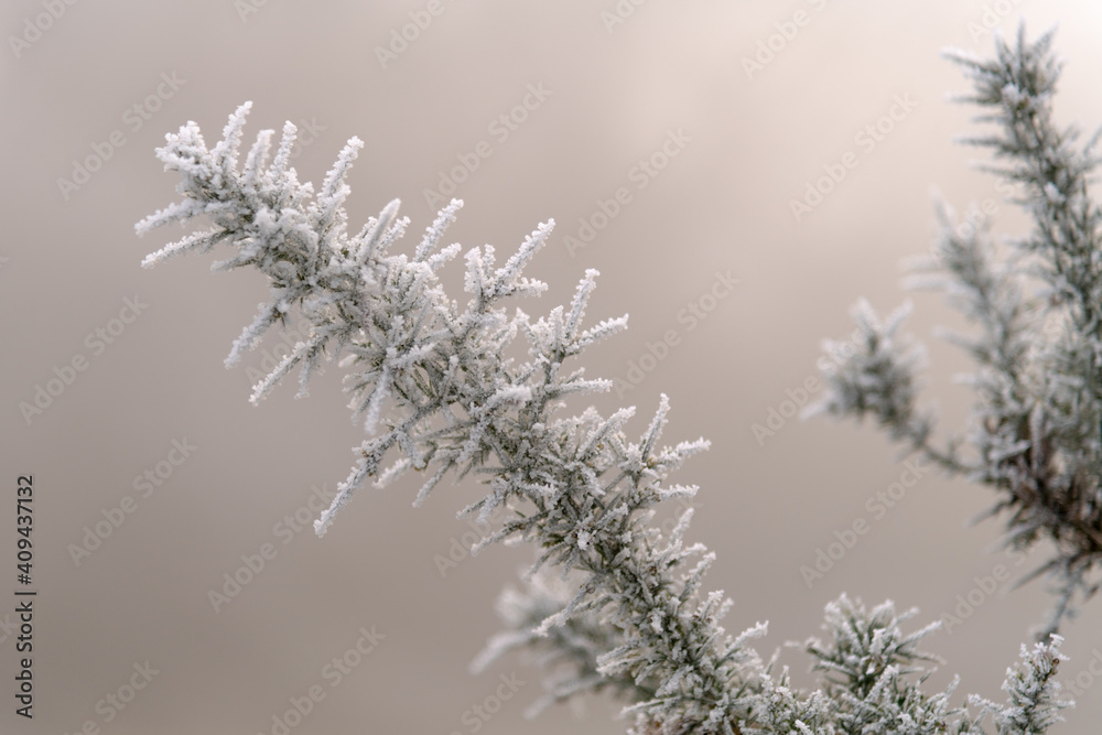 Frost covered gorse branch Frost covered gorse branch
