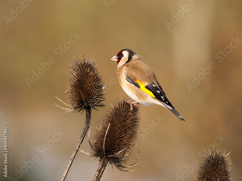 Goldfinch, Carduelis carduelis, © Erni
