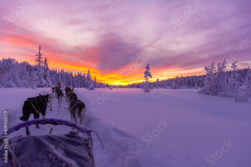 beautiful red sunset during a day of dog sledding with huskies.