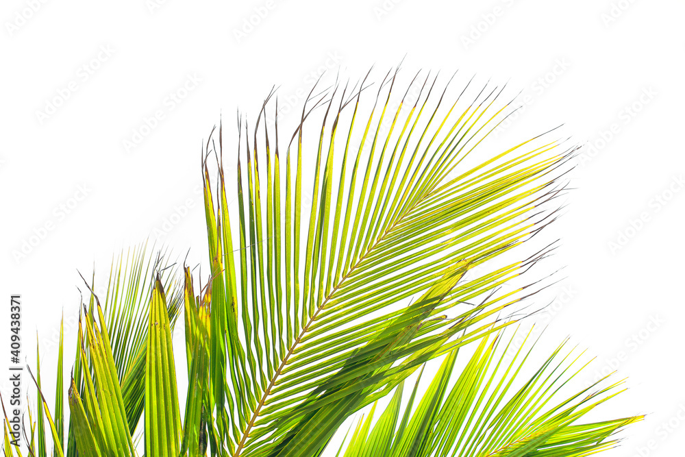 Fototapeta premium Tropical leaves on white background. Palm leaves pattern. Green cocos palm leaves. Exoticism concept.