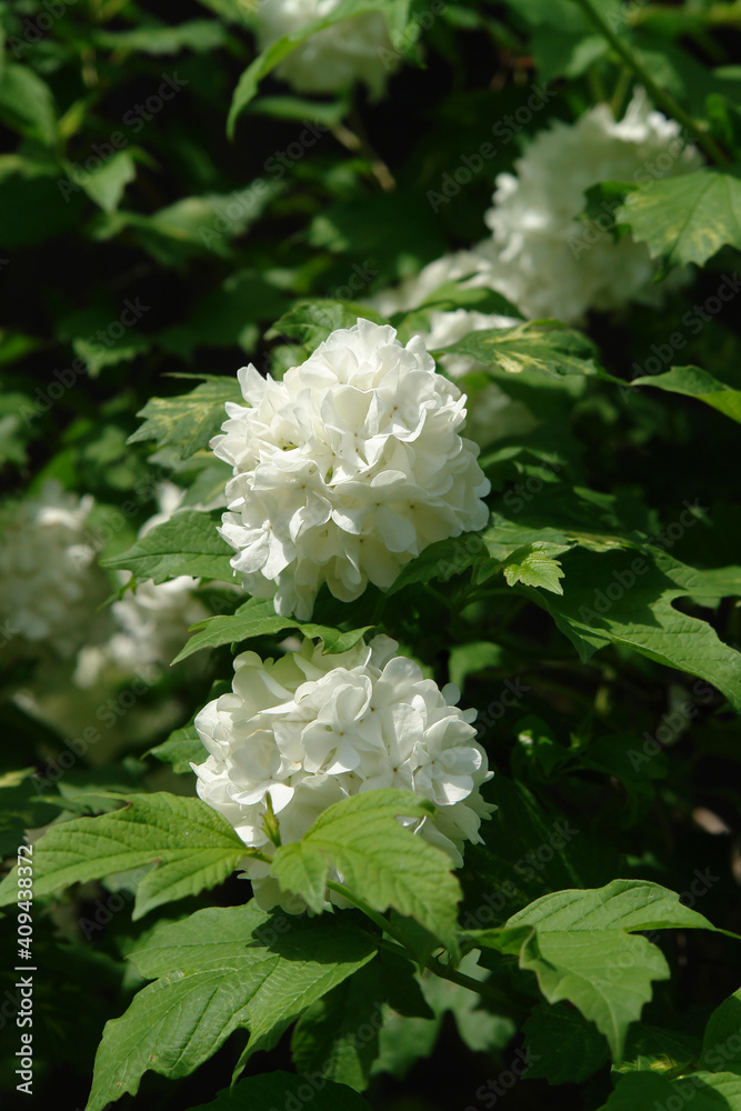 The round flower clusters of Viburnum opulus 'Roseum' (European Cranberrybush, Guelder Rose, Cramp Bark) in the garden on a sunny morning, close-up. Excellent cut flowers for floral arrangements The round flower clusters of Viburnum opulus 'Roseum' (European Cranberrybush, Guelder Rose, Cramp Bark) in the garden on a sunny morning, close-up. Excellent cut flowers for floral arrangements