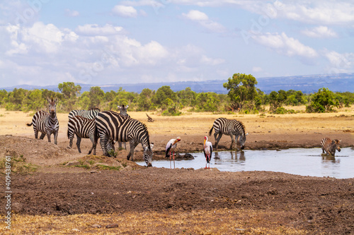 Zebra group drink at waterhole in Ol Pejeta Conservancy  Kenya. Equus quagga with young zebra foal  beside two Yellow billed stork birds in African savanna landscape